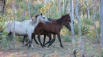 Cassie De Colling wild horses aboriginal photography Peppimentari and Darwin Australia on Travel Chicks